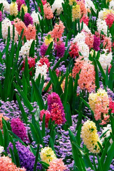 ไฟล์:122GL 24X36 FLOWERY 006 PM.jpg
