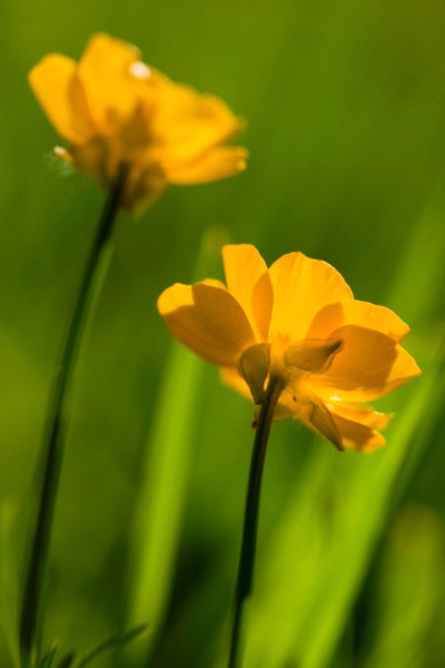 ไฟล์:GL 24X36 FLOWERY 005 PM.jpg