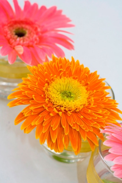 ไฟล์:16GL 24X36 FLOWERY 009 PM.jpg